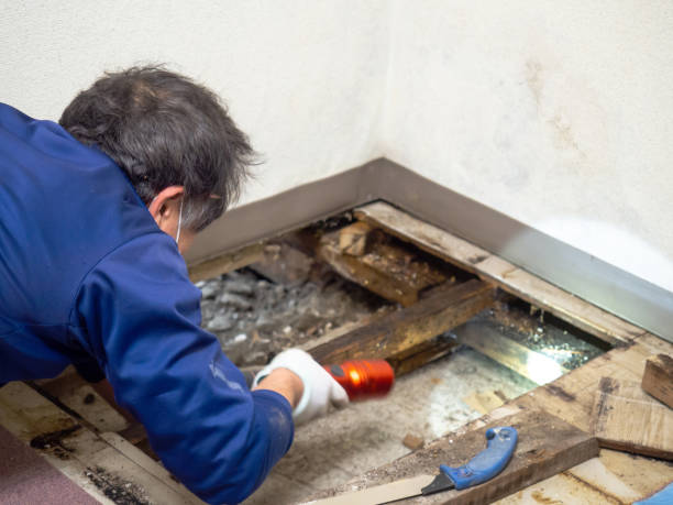 Best Crawl Space Mold Removal  in Sabetha, KS