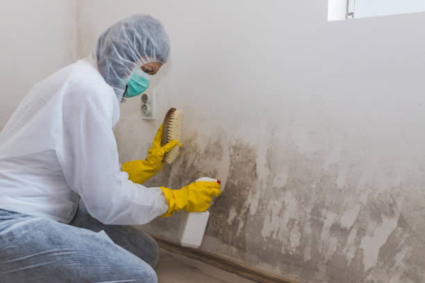Home Mold Removal in Sabetha, KS
