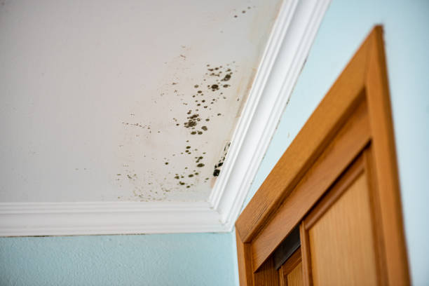 Best Mold Testing and Removal  in Sabetha, KS
