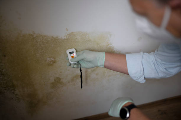 Best Mold Cleaning Services  in Sabetha, KS