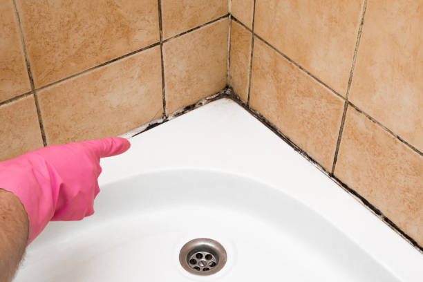 Best Mold Removal and Inspection  in Sabetha, KS