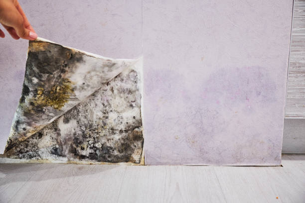 Mold Testing and Removal in Sabetha, KS